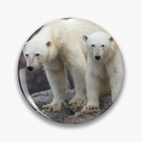 Aperçu de l'œuvre Ours polaires créée et vendue par Kevin Tappenden.
