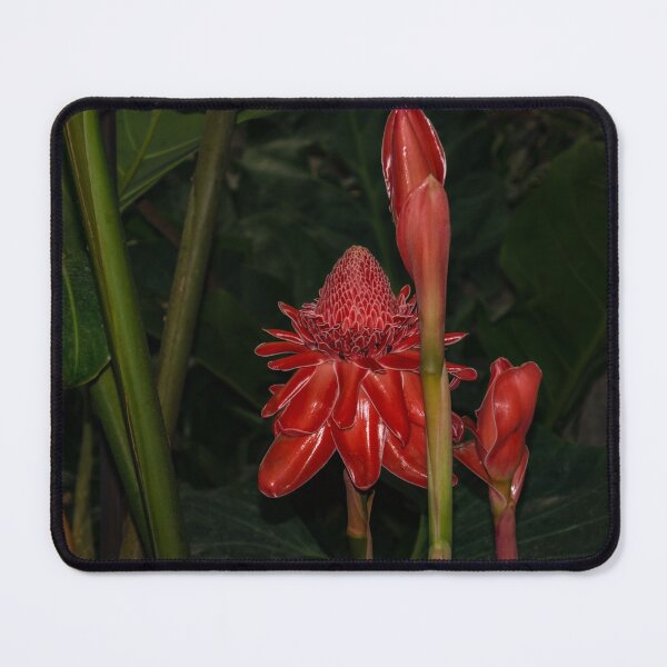 Item preview, Red Torch Ginger Lily - Glossy, Exotic and Wonderful designed and sold by Georgia Mizuleva.