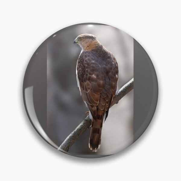 Item preview, Cooper's Hawk profile designed and sold by James Cumming.