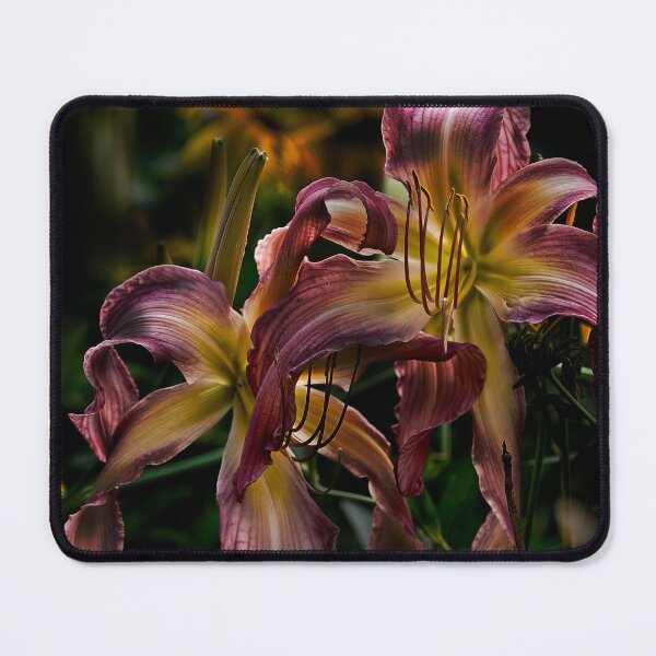 Item preview, "Northwind Dancer" Daylily designed and sold by Michael Cummings.