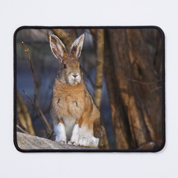Item preview, This Rabbit Rocks - Snowshoe Hare designed and sold by James Cumming.