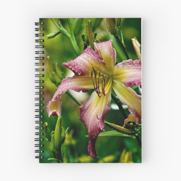 Item preview, "Northwind Dancer" Daylily designed and sold by Michael Cummings.