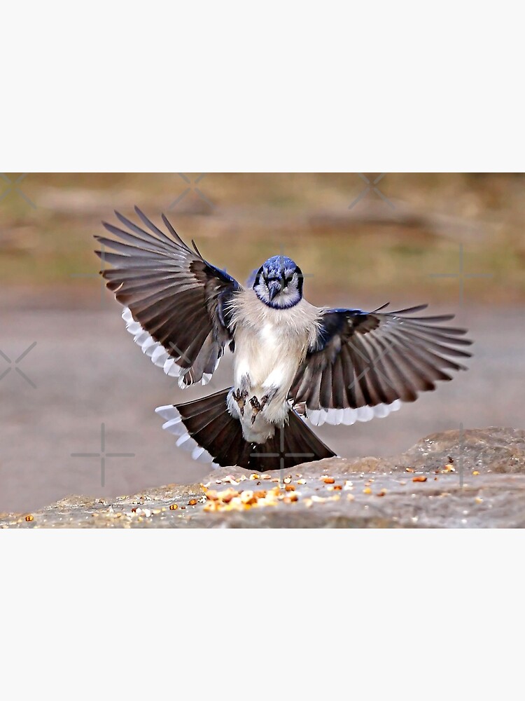 Blue Jay in Flight available as Framed Prints, Photos, Wall Art and Photo  Gifts