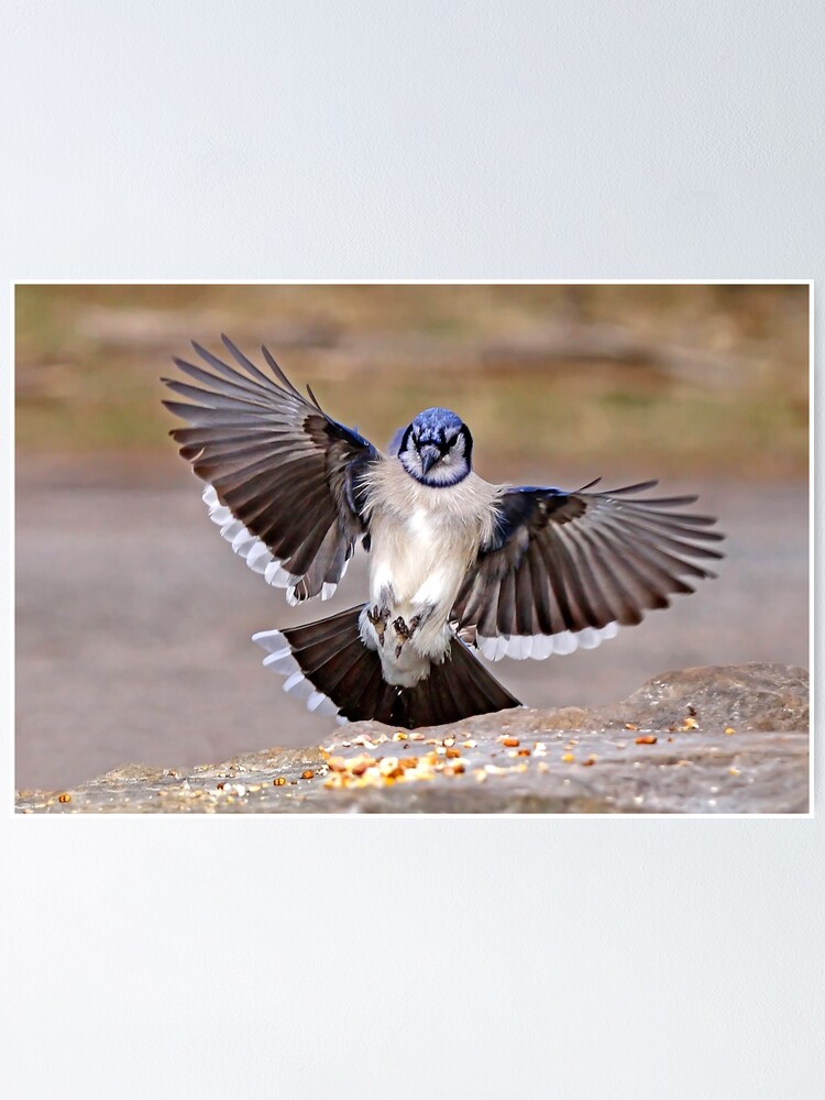 Blue Jay in Flight Poster