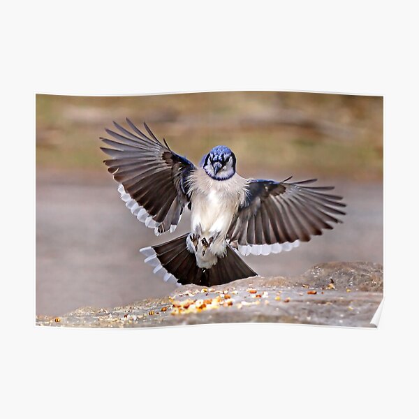 Blue Jay Landing Art Board Print for Sale by Jim Cumming