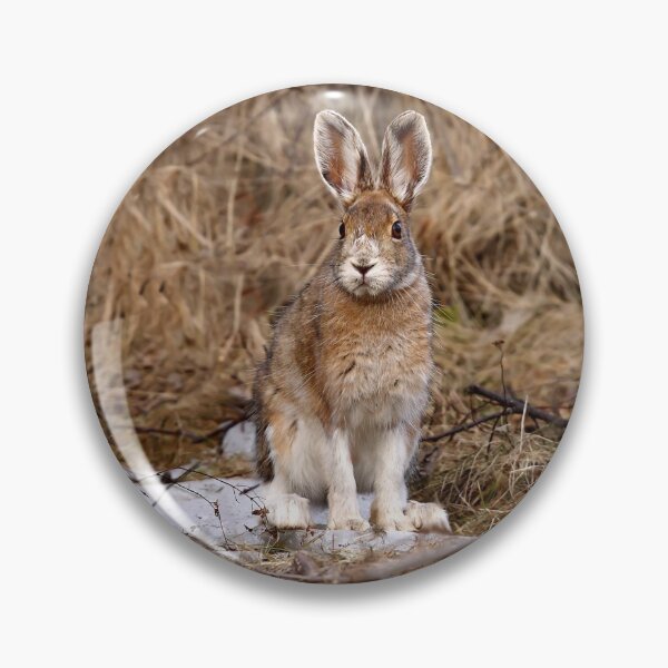 Item preview, Snowshoe Hare designed and sold by James Cumming.
