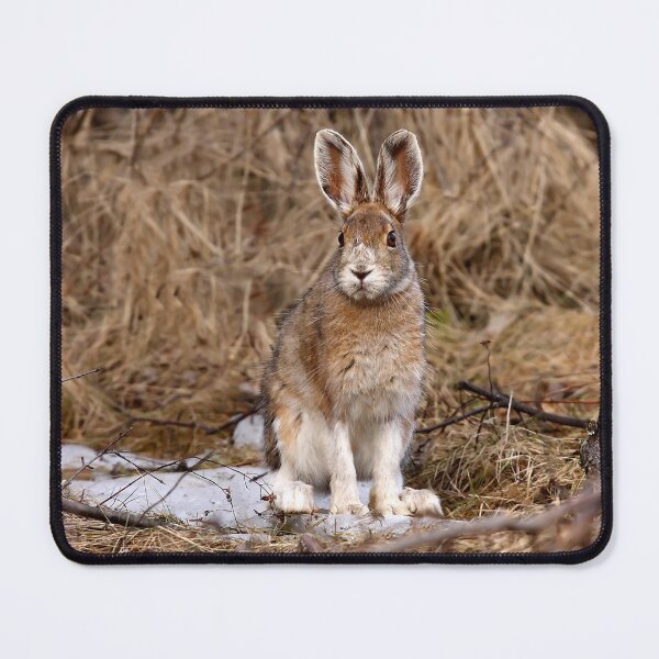Item preview, Snowshoe Hare designed and sold by James Cumming.