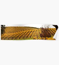 Autumn vines Poster