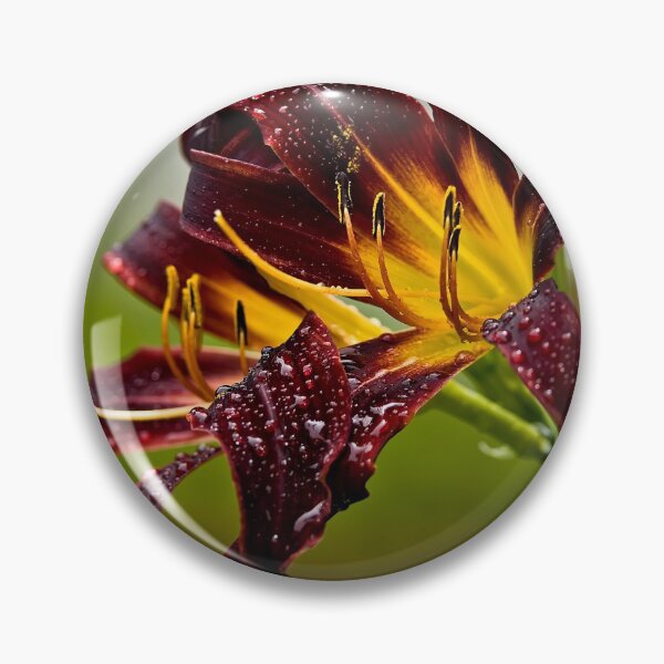 Item preview, "Black Plush" Daylily designed and sold by Michael Cummings.