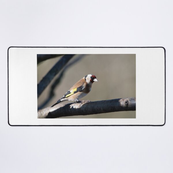Item preview, Goldfinch (Carduelis carduelis) designed and sold by Chris Monks.
