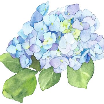 Artwork thumbnail, Blue Hydrangea, original watercolor by SharonRoseR