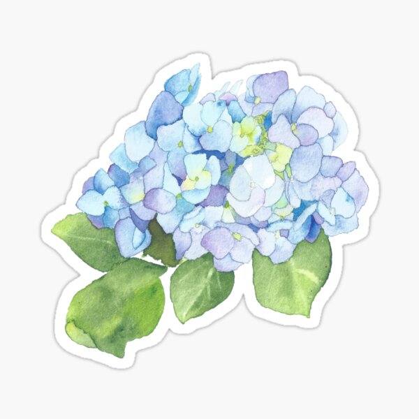 Blue Hydrangea, original watercolor Sticker