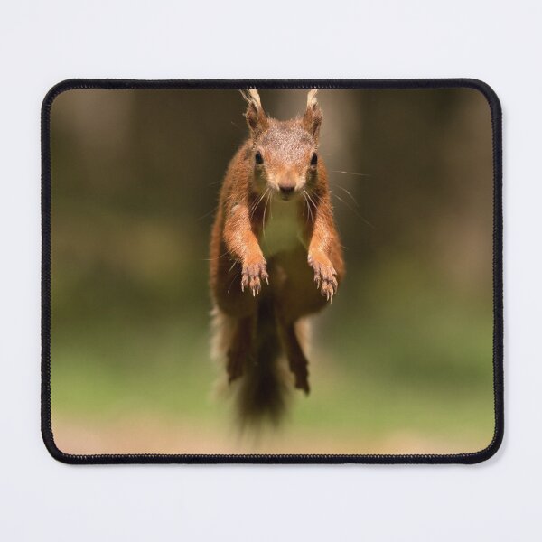 Item preview, Red Squirrel jumping in mid air designed and sold by Chris Monks.
