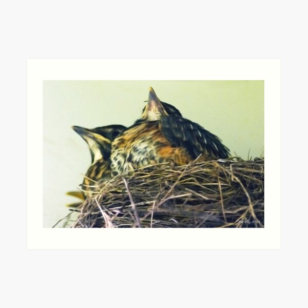 The Robin nest Art Print
