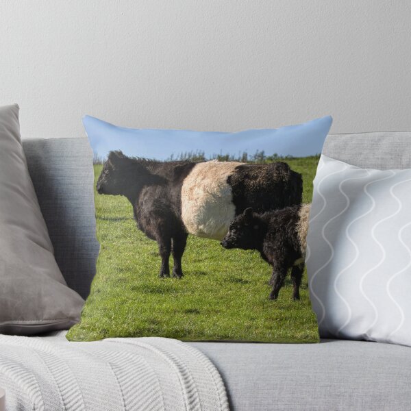 Item preview, Belted Galloway Cattle designed and sold by derekbeattie.