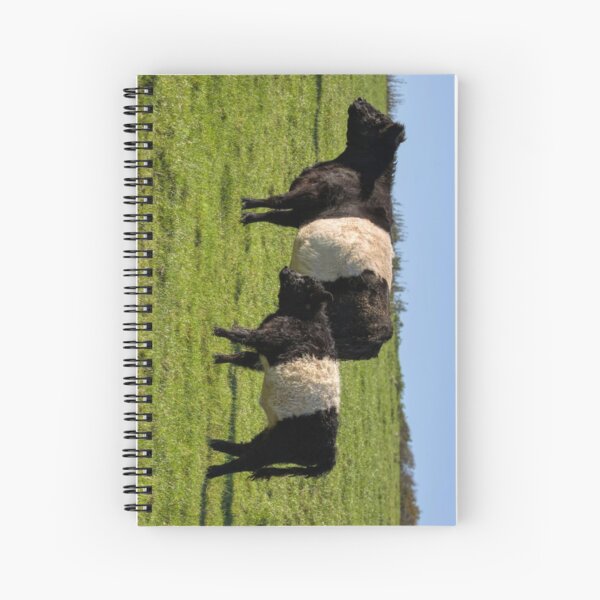 Item preview, Belted Galloway Cattle designed and sold by derekbeattie.