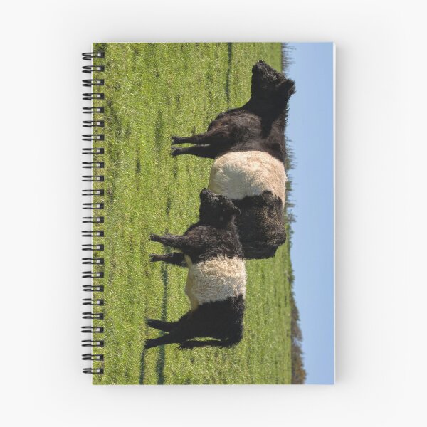 Item preview, Belted Galloway Cattle designed and sold by derekbeattie.