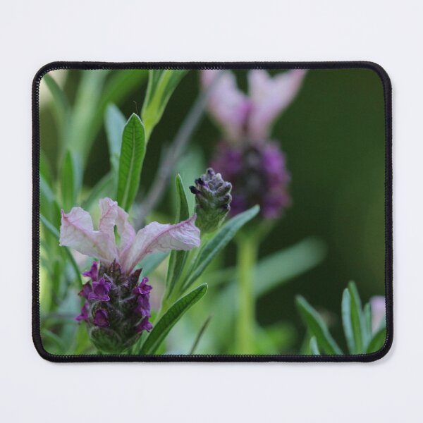 Item preview, Lavandula Stoechas designed and sold by cuprum.