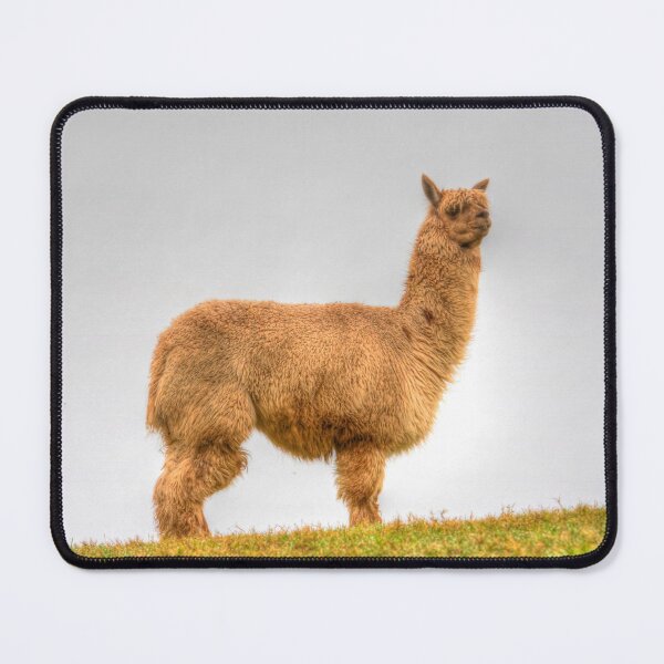 Item preview, Alpaca Cute Animal designed and sold by acceleratorhams.