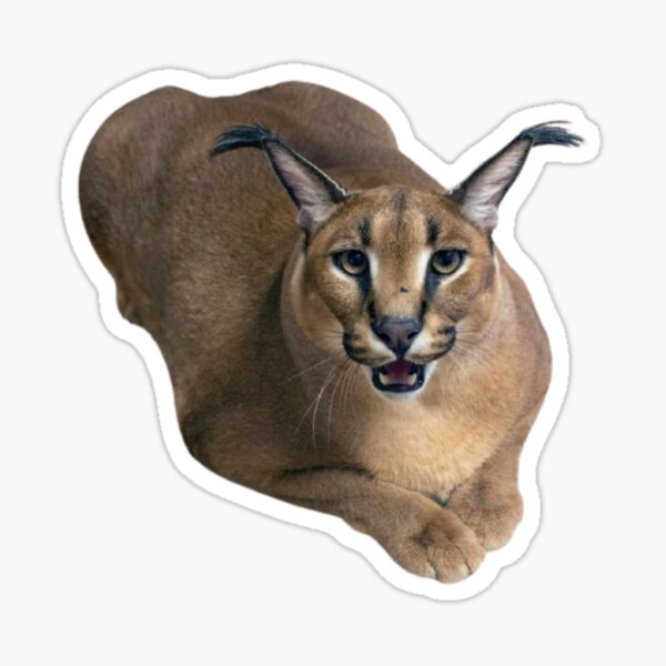 Albania Floppa Gosha Caracal GIF