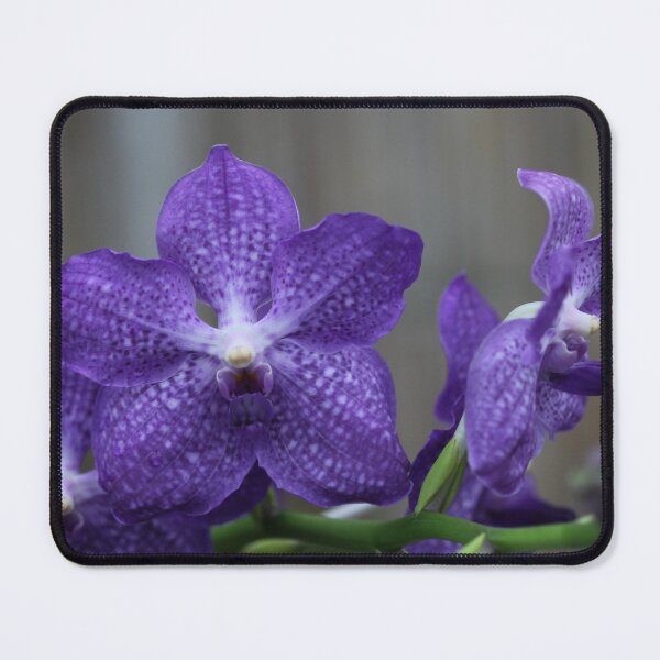 Item preview, Blue orchid designed and sold by cuprum.