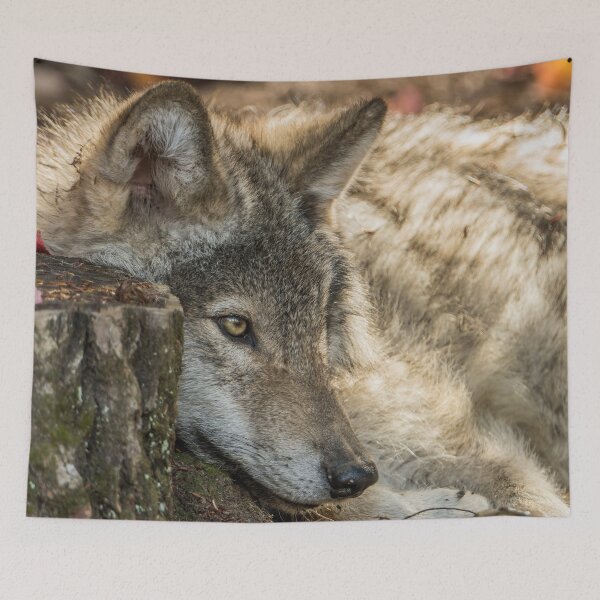 Item preview, Timber Wolf Pup designed and sold by Michael Cummings.