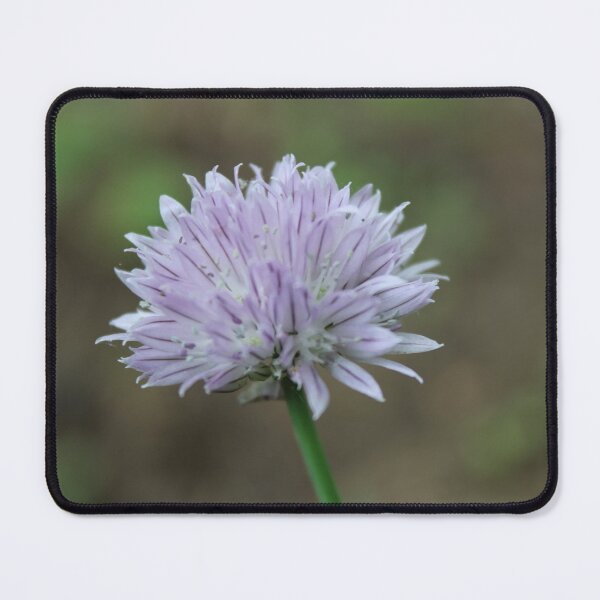 Item preview, Green Onion Blossom Photographic Image designed and sold by AustaArt.