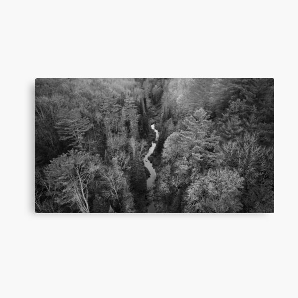 Split Forest Canvas Print