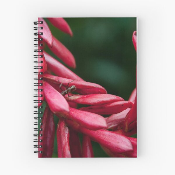 Item preview, Red Heliconia designed and sold by jormiphoto.