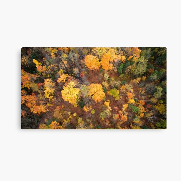 Autumn Blast Canvas Print
