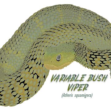 The Variable Bush Viper (Atheris Squamigera) – Ultimate Exotics