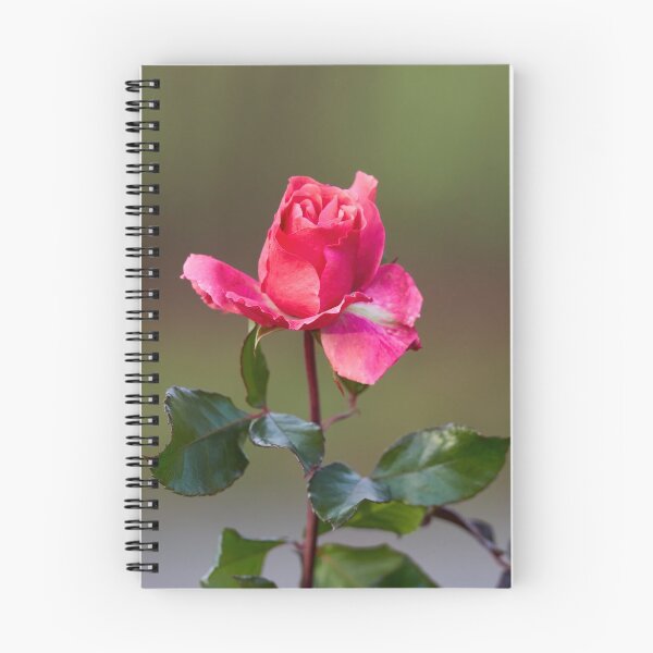 Item preview, Some pink for Autumn. Last roses of the year designed and sold by Jouko Lehto Photography.