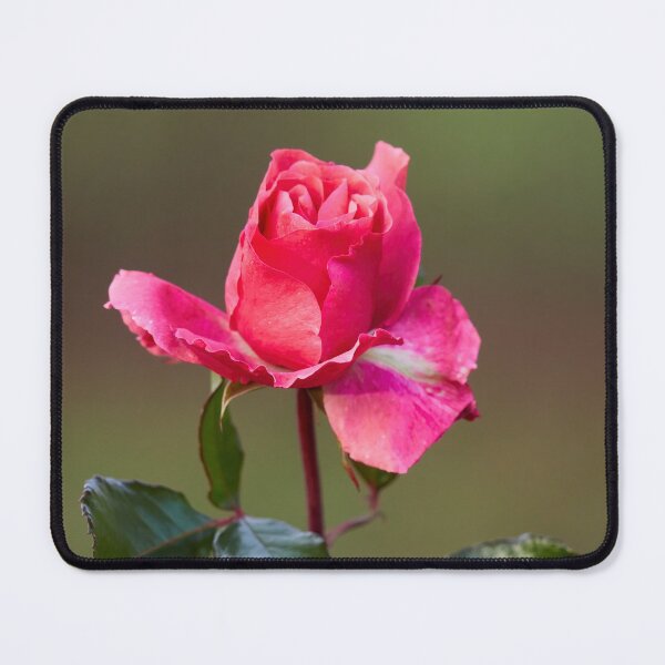 Item preview, Some pink for Autumn. Last roses of the year designed and sold by Jouko Lehto Photography.