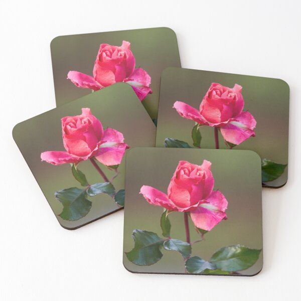 Item preview, Some pink for Autumn. Last roses of the year designed and sold by Jouko Lehto Photography.