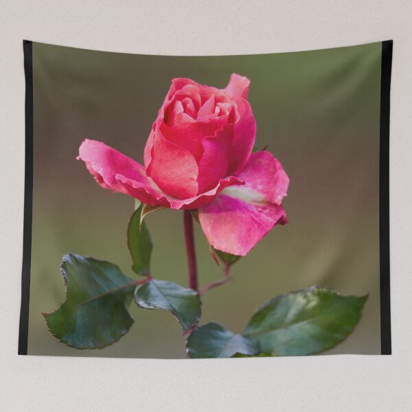 Item preview, Some pink for Autumn. Last roses of the year designed and sold by Jouko Lehto Photography.