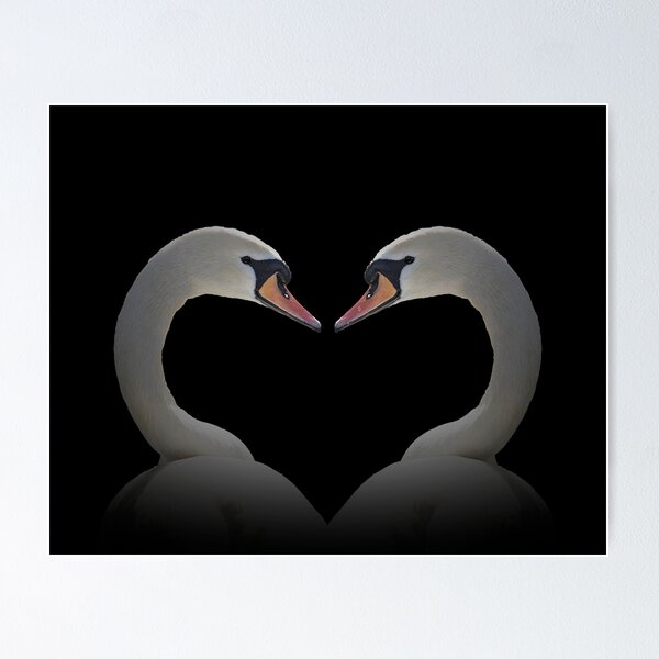 Item preview, Two Swans Heart designed and sold by habilephoto.