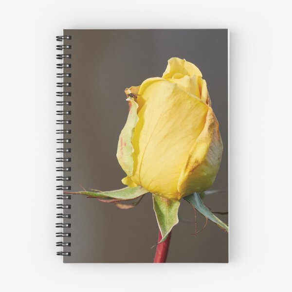 Item preview, Watchtower scale. Last roses of the year designed and sold by Jouko Lehto Photography.