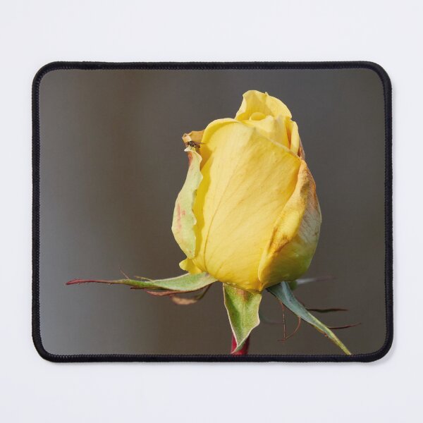 Item preview, Watchtower scale. Last roses of the year designed and sold by Jouko Lehto Photography.
