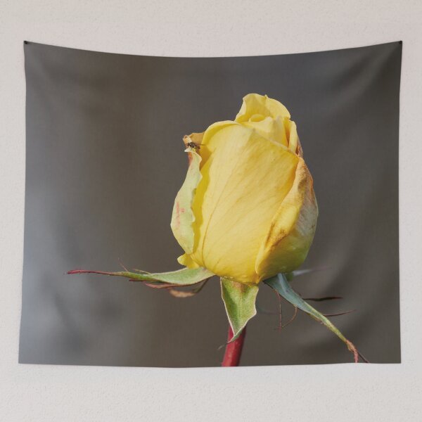 Item preview, Watchtower scale. Last roses of the year designed and sold by Jouko Lehto Photography.