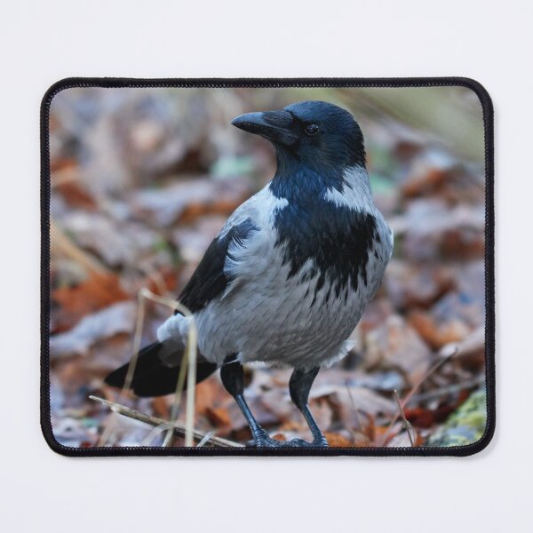 Item preview, Thinking about everything. Hooded crow designed and sold by Jouko Lehto Photography.