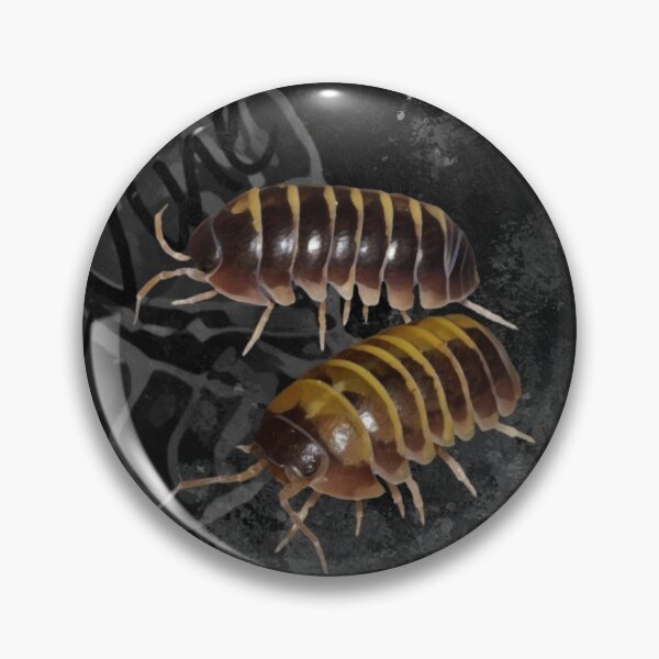Item preview, Armadillidium badium "Sicily/Casteldaccia".  designed and sold by LiveVine.
