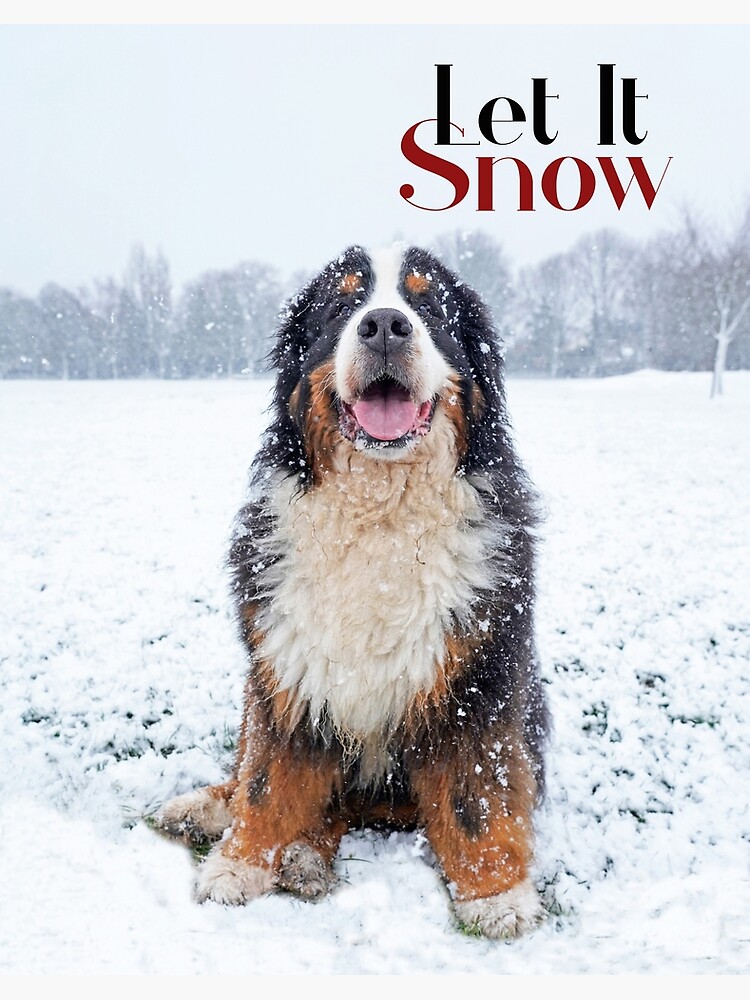 Snow Mountain Dog Let It Snow Bernese Mountain Dog