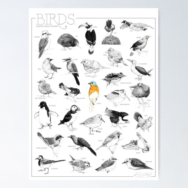 Item preview, Birds: An Illustrated Study designed and sold by eemorrisart.