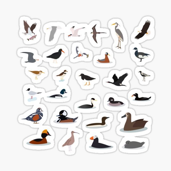 Sea Birds of the Pacific Northwest Stickers Sticker