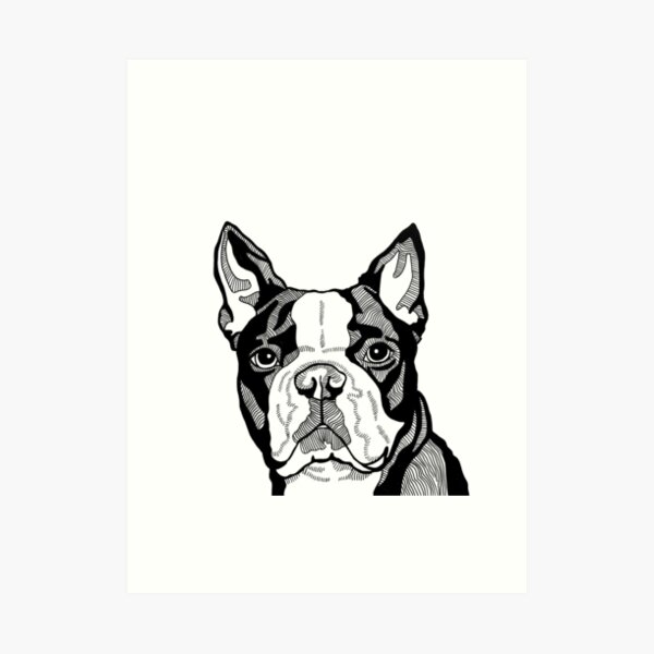 "Adorable Boston Terrier Dog Art, Black and White Line Drawing of Pop