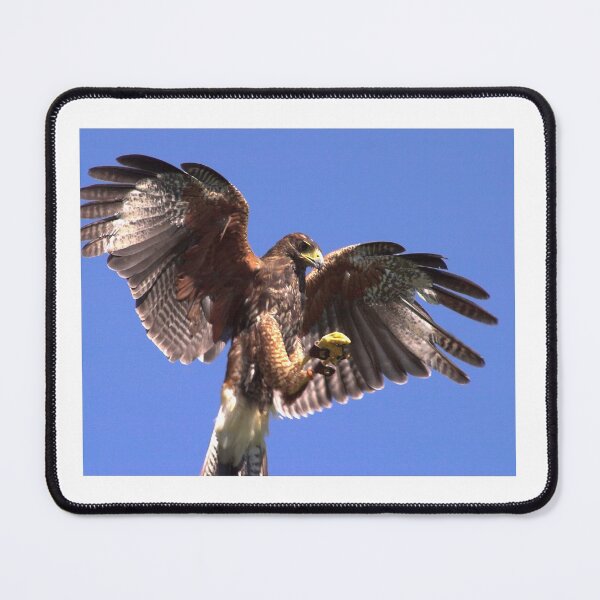 Item preview, Harris Hawk designed and sold by SWEEPER.