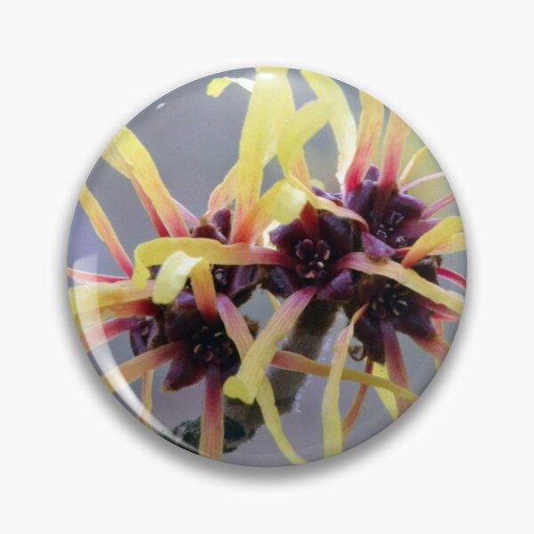 Item preview, Witch Hazel (Hamamelis sp.) in flower designed and sold by Chris Monks.
