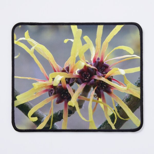 Item preview, Witch Hazel (Hamamelis sp.) in flower designed and sold by Chris Monks.