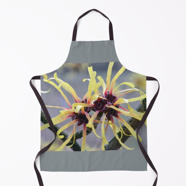 Item preview, Witch Hazel (Hamamelis sp.) in flower designed and sold by Chris Monks.