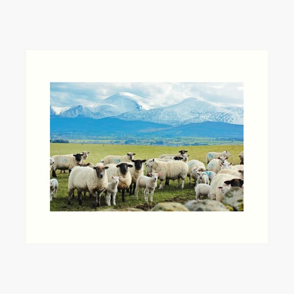 Ewes, Lambs and the Mournes Art Print